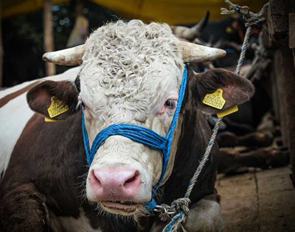 Foto - Herkes merakla bekliyordu! Kurbanlık hisse fiyatları belli oldu! İşte güncel rakamlar