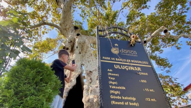 Foto - Herkes o ilimize bu ağacı görmeye gidiyor! O gerçeği öğrenen saygı duruşuna geçiyor! Allah’ın şu işine bakın