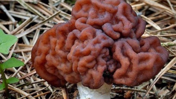 Foto - Herkes, ondan şeytandan kaçar gibi kaçıyor ama... Bilim insanları açıkladı: Onu yiyenler zıpkın gibi, fişek gibi, demir gibi oluyor