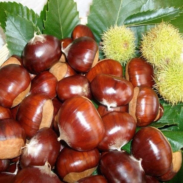 Foto - Herkes onun peşinde! O şehirde yalnızca tek bir tezgahta bulunuyor! Görenler kapış kapış götürüyor