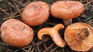 Foto - Herkes onun peşinde, yerini söylemiyorlar! Mantar neden ve nasıl sağlığa faydalı? Bakın ne oluyor