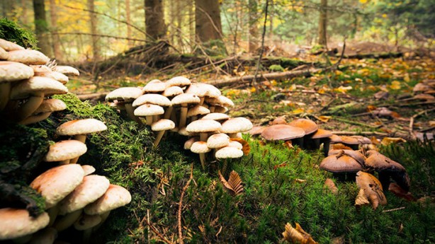 Foto - Herkes onun peşinde, yerini söylemiyorlar! Mantar neden ve nasıl sağlığa faydalı? Bakın ne oluyor