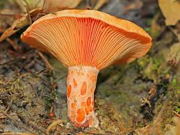 Foto - Herkes onun peşinde, yerini söylemiyorlar! Mantar neden ve nasıl sağlığa faydalı? Bakın ne oluyor