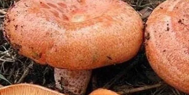 Herkes onun peşinde, yerini söylemiyorlar! Mantar neden ve nasıl sağlığa faydalı? Bakın ne oluyor