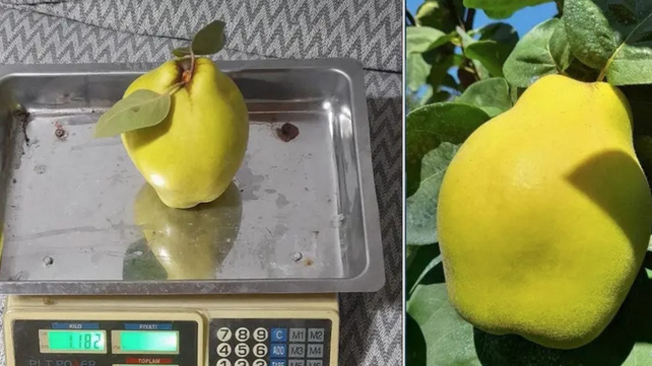 Foto - Herkes şaşırdı kaldı: Sakarya'nın ‘dalların altın sarısı’ tartıya çıktı ve...