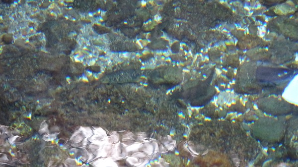 Foto - Herkes şaşkın! Burası Balıklıgöl değil Diyarbakır