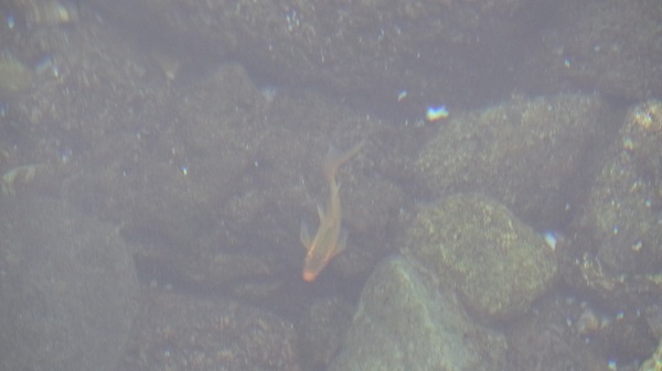 Foto - Herkes şaşkın! Burası Balıklıgöl değil Diyarbakır