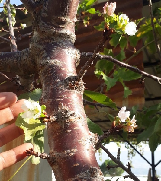 Foto - Herkes şaşkın ekim ayında çiçek açtı