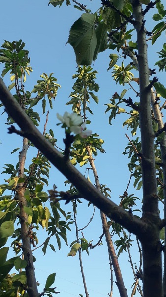 Foto - Herkes şaşkın ekim ayında çiçek açtı