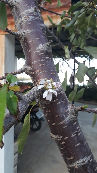 Foto - Herkes şaşkın ekim ayında çiçek açtı