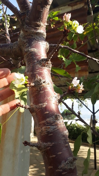Foto - Herkes şaşkın ekim ayında çiçek açtı
