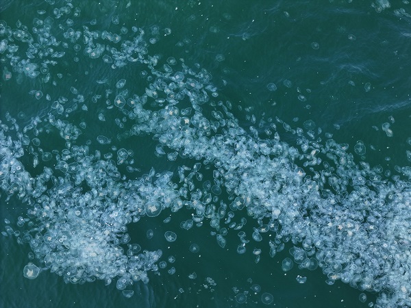 Herkes şaşkın! Marmara Denizi'ni istila ettiler