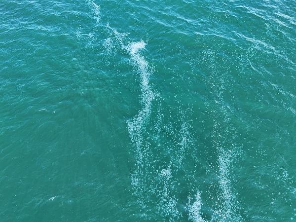 Foto - Herkes şaşkın! Marmara Denizi'ni istila ettiler