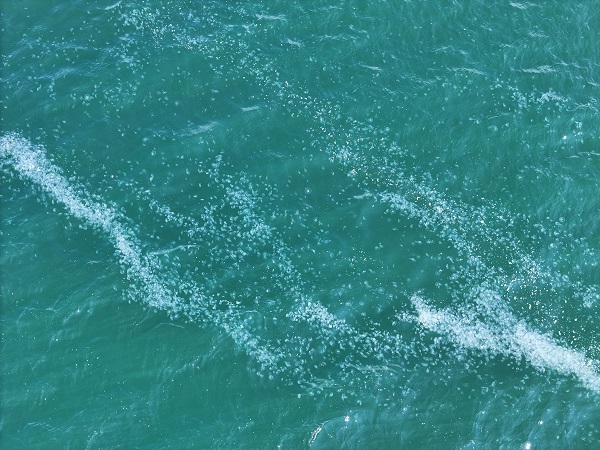 Foto - Herkes şaşkın! Marmara Denizi'ni istila ettiler