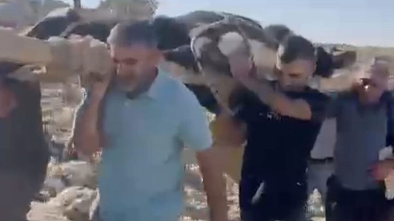 Foto - Herkes seferber oldu! 500 kiloluk inek 2 kilometre omuzda taşındı