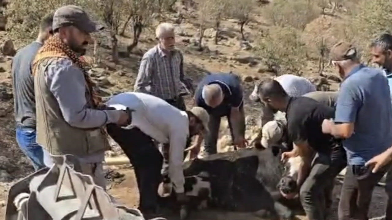 Foto - Herkes seferber oldu! 500 kiloluk inek 2 kilometre omuzda taşındı