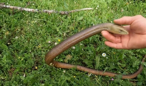 Foto - Herkes yılan zannediyor! Aslında zararsın