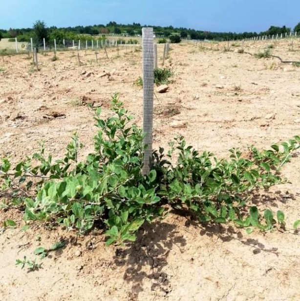 Foto - Herkes zehirli biliyor ama Türkiye'den almak için 29 ülke sıraya girdi