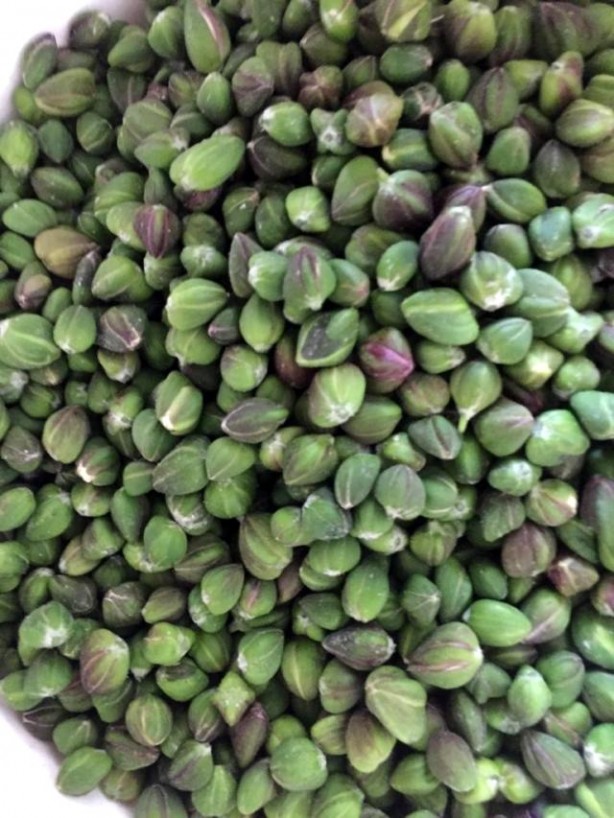 Foto - Herkes zehirli biliyor ama Türkiye'den almak için 29 ülke sıraya girdi