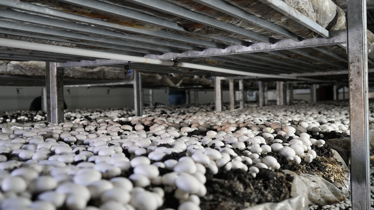 Foto - Herkese örnek oldu! 24 yaşındaki gençten başarı hikayesi