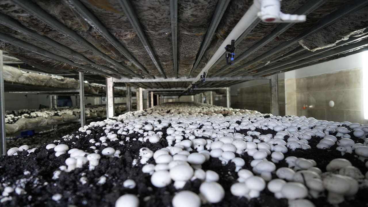 Foto - Herkese örnek oldu! 24 yaşındaki gençten başarı hikayesi