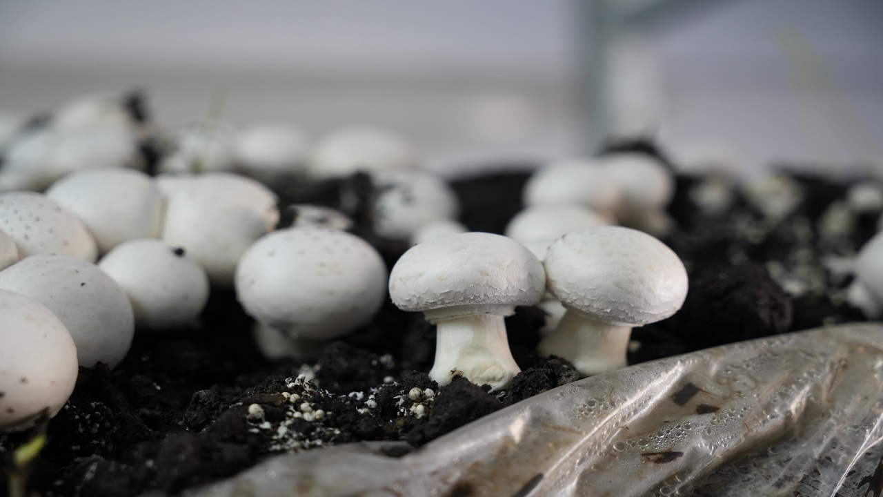 Foto - Herkese örnek oldu! 24 yaşındaki gençten başarı hikayesi