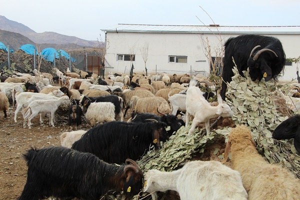 Foto - Herkese tavsiye ediyor! Devlet desteğiyle kurdu sonuç müthiş