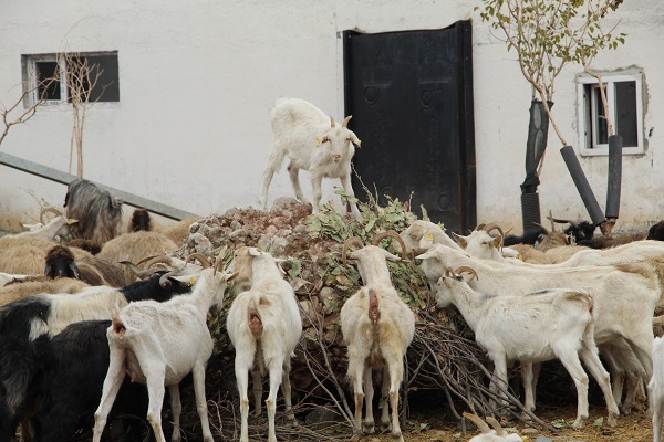 Foto - Herkese tavsiye ediyor! Devlet desteğiyle kurdu sonuç müthiş