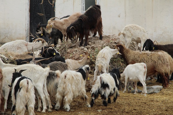Herkese tavsiye ediyor! Devlet desteğiyle kurdu sonuç müthiş