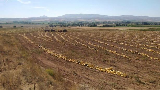Herkese tavsiye ediyor! İlk defa başladı ama sonuç harika