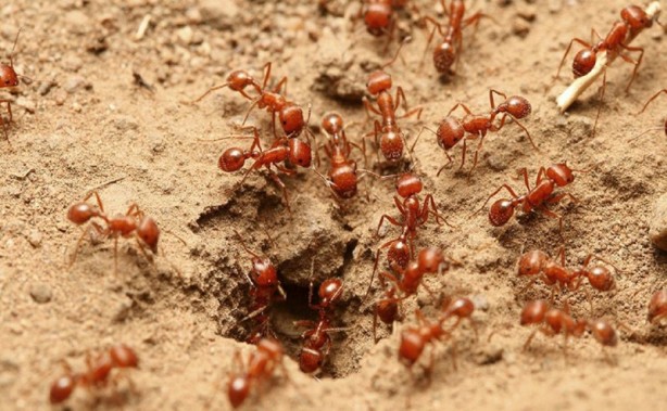 Foto - Herkesi kahreden ölüm! Eyvah ki ne eyvah! Sakın siz de aynısını yapmayın