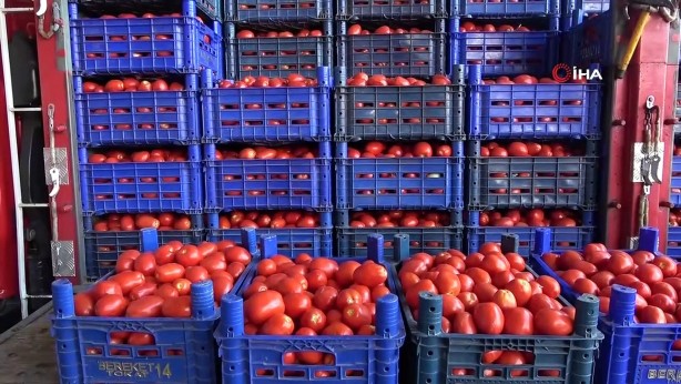 Foto - Herkesi tedirgin eden gelişme! Türkiye'den gönderilen domateslerde tespit edildi