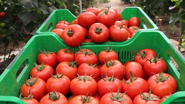 Foto - Herkesi tedirgin eden gelişme! Türkiye'den gönderilen domateslerde tespit edildi