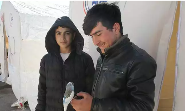 Foto - Muhabbet kuşlarıyla ilgili bilinmeyen gerçek! Deprem olmadan önce bakın nasıl haber veriyorlar