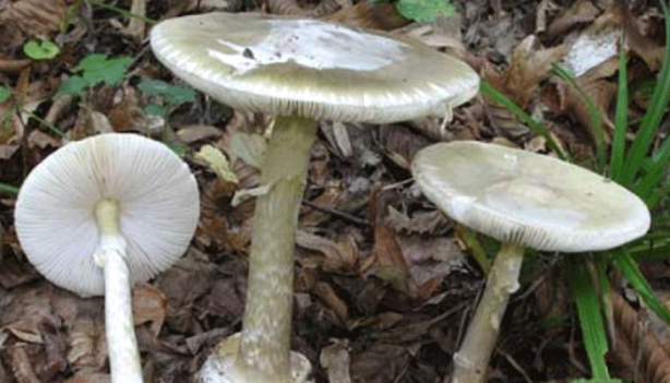 Foto - Herkesin evinde var... Sakın böyle yemeyin! Onlarca hastalığa neden olduğu ortaya çıktı