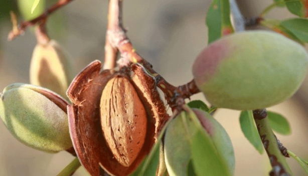 Foto - Herkesin evinde var... Sakın böyle yemeyin! Onlarca hastalığa neden olduğu ortaya çıktı