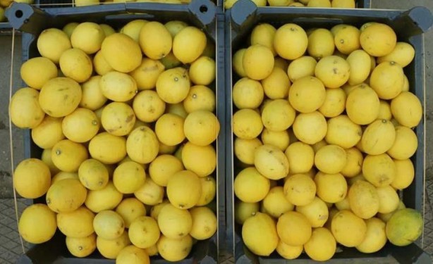 Foto - Herkesin evine giren limonda büyük rezalet! Duyan, okkalı bir "yuh" çekiyor
