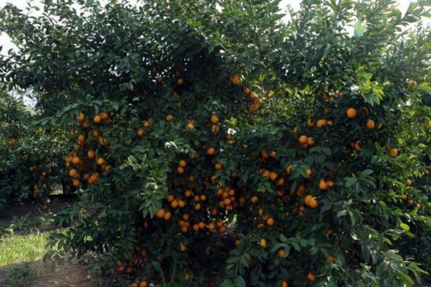 Foto - Herkesin evine giren limonda büyük rezalet! Duyan, okkalı bir "yuh" çekiyor