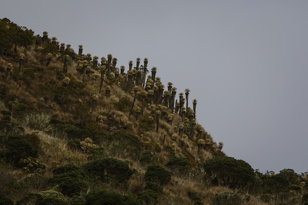 Foto - Herkesin görmeyi istediği ulusal park