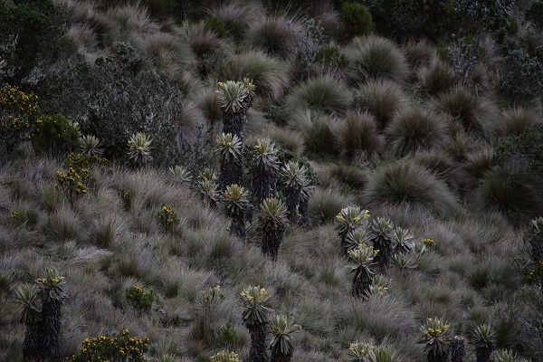 Foto - Herkesin görmeyi istediği ulusal park