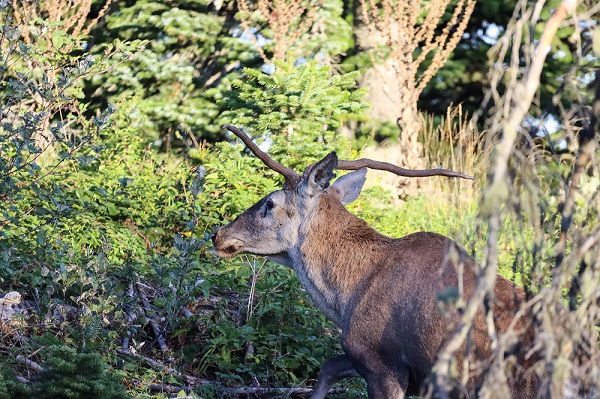 Foto - Herkesin gözü onda! Türkiye'nin en şanssız geyiği