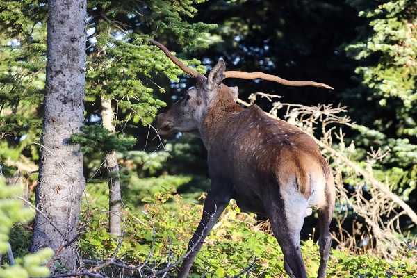 Herkesin gözü onda! Türkiye'nin en şanssız geyiği