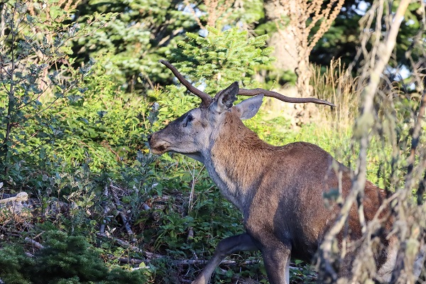 Foto - Herkesin gözü onda! Türkiye'nin en şanssız geyiği