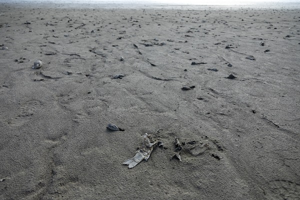 Foto - HES patlaması çevreyi bu hale getirdi