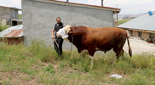 Foto - Heybeti görenleri şaşırtıyor! İkinci el otomobil fiyatına tosun
