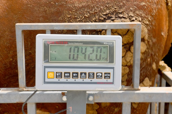 Foto - Heybeti görenleri şaşırtıyor! İkinci el otomobil fiyatına tosun