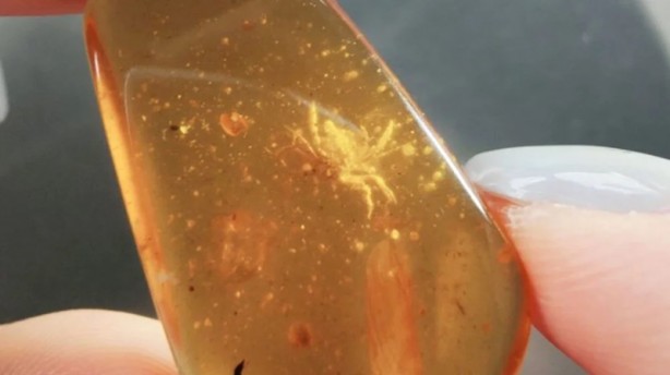 Foto - Heyecan veren keşif! Kehribarın içinde bulundu: 100 milyon yaşında