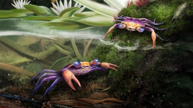 Foto - Heyecan veren keşif! Kehribarın içinde bulundu: 100 milyon yaşında