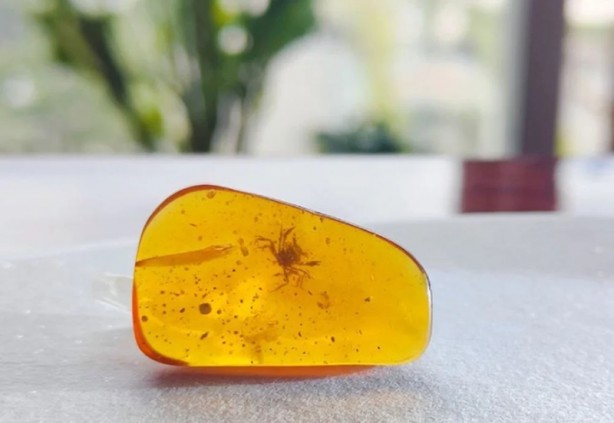 Foto - Heyecan veren keşif! Kehribarın içinde bulundu: 100 milyon yaşında