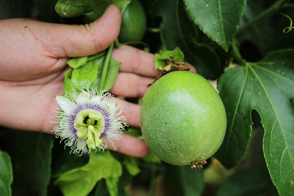 Foto - Hibe desteği aldı tesis kurdu! Hem meyve hem elektrik üretiyorlar